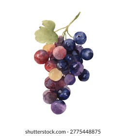 Cluster of ripe purple and red grapes