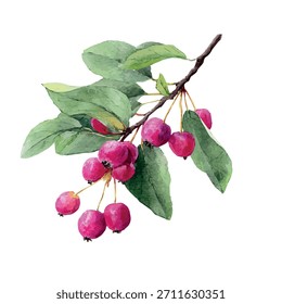 Ein Haufen reifer Service-Beeren, die von einem dünnen Zweig hängen.