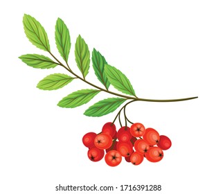 Grupo de bayas de Rowan colgando de la ilustración vectorial de árbol leafy
