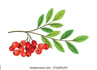 Cluster of Rowan Berries Hanging from Leafy Tree Branch Vector Illustration
