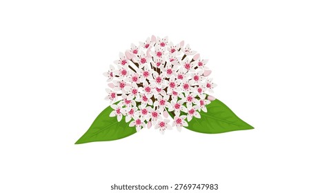 Cluster of small white flowers with pink centers and green leaves on a white background