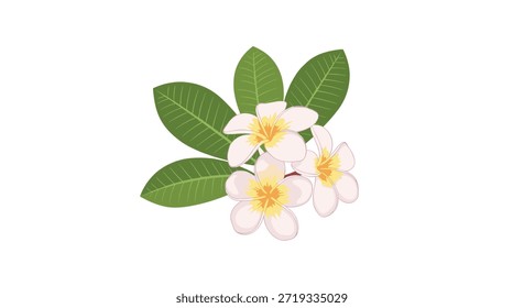 Racimo de tres flores de frangipani blancas y amarillas con Grandes hojas verdes sobre un fondo blanco limpio.