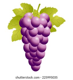 cluster of vine on a white background, vector illustration