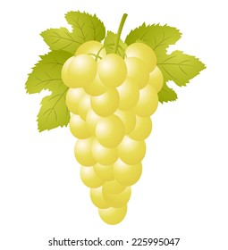 cluster of vine on a white background, vector illustration