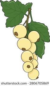 A cluster of white currant berries on a branch and leaves illustration. The scientific name for the white currant berry is Ribes rubrum, White Grape. White currant is a group of cultivars of the red currant, native to Europe