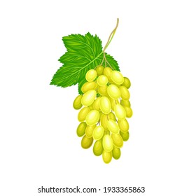 Cluster of Yellow Grape with Ellipsoid Berries Vector Illustration