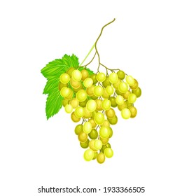 Cluster of Yellow Grape with Ellipsoid Berries Vector Illustration