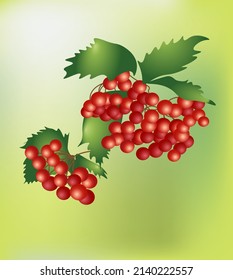 clusters of berries of the viburnum bush national symbol of the country ukraine flora biology ecology
