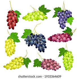 Clusters of Grape with Crimson, Dark Blue and Green Berries Vector Set