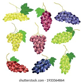 Clusters of Grape with Crimson, Dark Blue and Green Berries Vector Set