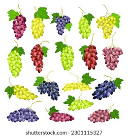 Clusters of Grape with Crimson, Dark Blue and Green Berries Big Vector Set
