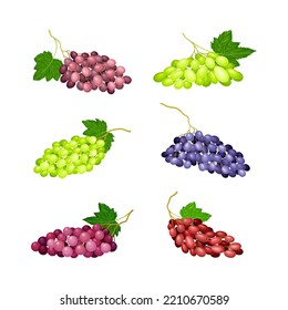 Clusters of Grape with Crimson, Red and Green Berries Vector Set