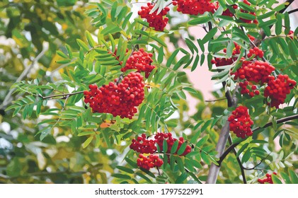 Clusters of red mountain ash on a tree branch