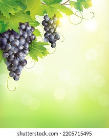 Clusters of ripe blue grapes on sunny background. Autumn vineyard. Vector illustration. 