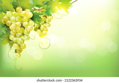 Clusters of ripe white grape on sunny background. Autumn vineyards. Vector illustration. 