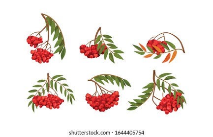 Cluster von Rowan Berries, die sich auf Baumzweigen mit Green Leaves Vektorillustration Set bewegen