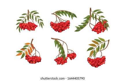 Cluster von Rowan Berries, die sich auf Baumzweigen mit Green Leaves Vektorillustration Set bewegen