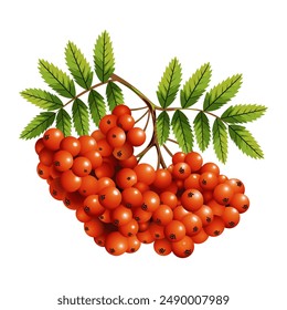 Clusters of rowan berries with leaves. A template for the design of postcards, stickers and souvenirs. Isolated on a white background. Vector illustration.