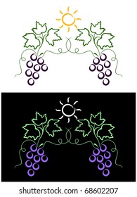 Clusters of vine on white and on a black background. A sun lights above them. Grape background.