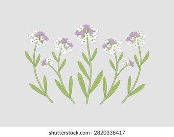 Clusters of white and light purple sweet alyssum flowers on green stems illustrated on a light grey background.