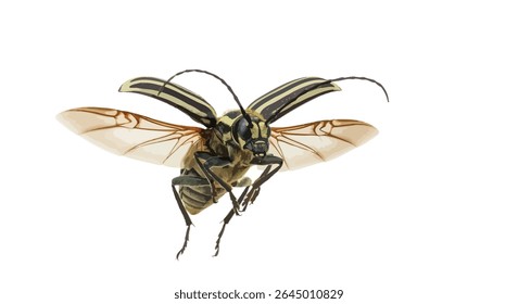 Clytus Arietis, the Wasp-Mimicking Longhorn Beetle, Shown Mid-Flight With Open Wings and Striped Body