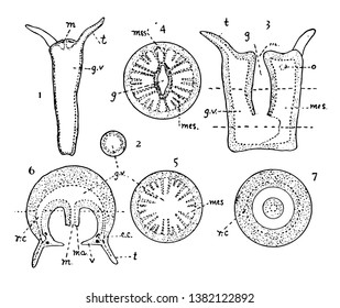 Cnidaria is a phylum containing over 10000 species of animals, vintage line drawing or engraving illustration.