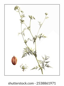 Cnidium monnieri Cuss, hand-painted floral and botanical painting, hand-painted herbal painting, natural herbs.