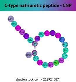 CNP C Type Natriuretic Peptide Hormone Peptide Primary Structure. Biomolecule Schematic Amino Acid Sequence On White Background.