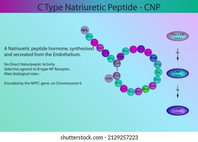 CNP C Type Natriuretic Peptide Hormone Peptide Structure And Infographic With Short Information About Biological Role On Purple Background.