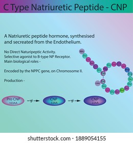 Estructura de péptidos de hormona natriurética de Peptide de CNP, diagrama de información médica educativa de ilustración vectorial. Proceso de molécula endocrina para la universidad, escuela, clase de bioquímica.
