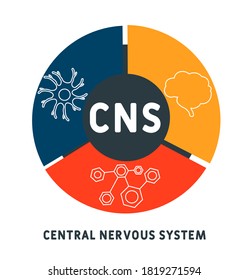 ZNS - Zentralnervensystem. Akronym, medizinischer Hintergrund. Vektorgrafik-Konzept mit Schlagwörtern und Symbolen. Buchstabengrafik mit Symbolen für Webbanner, Flyer, Landing Page 