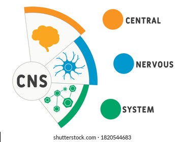 CNS - Central Nervous System. acronym, medical concept background. vector illustration concept with keywords and icons. lettering illustration with icons for web banner, flyer, landing page 