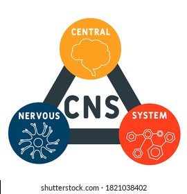 CNS - Central Nervous System. acronym, medical concept background. vector illustration concept with keywords and icons. lettering illustration with icons for web banner, flyer, landing page 