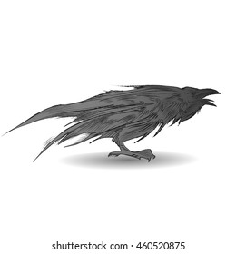 
coal black raven