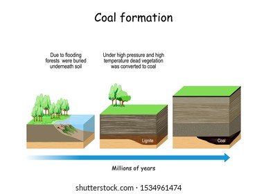 Coal Formation. fossil fuel that derived from ancient fossilized vegetation. 