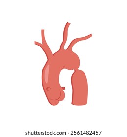 Coarctation of Aorta, Cardiovascular Disease Illustration Icon