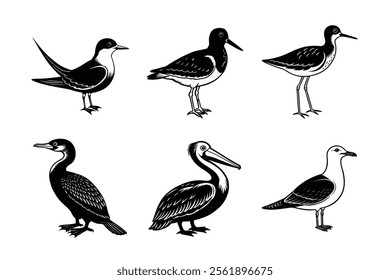 Coastal Birds Silhouette vector  Bundle