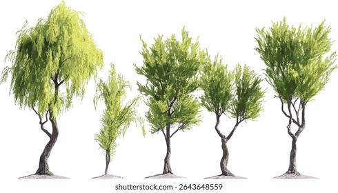 Coastal plain willow Salix caroliniana tree cutout in daylight, vector illustration, riparian plants, freshwater ecosystem, deciduous shrub, natural habitat, botanical illustration.