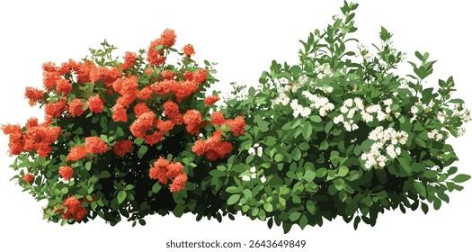 Coastal sweetpepperbush Clethra alnifolia and Scarlet firethorn Pyracantha coccinea, transparent background, vector illustration, outdoor plants, flowering bushes, horticulture elements.