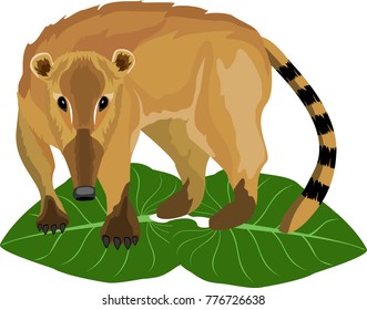 Coati liitle animal of south american jungle, wildlife nature theme, vector.