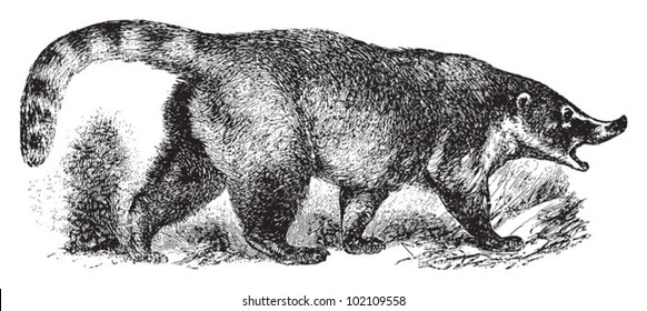 Coati (Nasua socialis) / vintage illustration from Brockhaus Konversations-Lexikon 1908