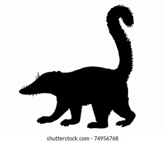 Coati silhouette