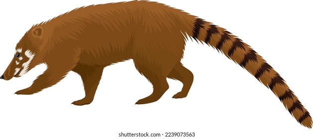 Coatis, also known as coatimundis - vector illustration