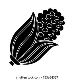 cob corn isolated vector icon