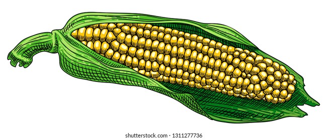 Cob of corn with leaves on a white background. Freehand drawing