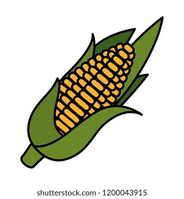 cob of corn vegetable