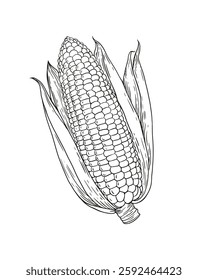 Сorn cob outline on white background. Engraving drawing. Food vintage cover. Agriculture and healthy food. Pop corn.