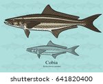 Cobia, Black King Fish. Vector illustration with refined details and optimized stroke that allows the image to be used in small sizes (in packaging design, decoration, educational graphics, etc.)