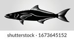 Cobia Fish In Black And Grey Background.