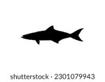 Cobia Fish Silhouette, also known as black kingfish, black salmon, ling, lemonfish, crabeater, prodigal son, codfish, and black bonito. Vector Illustration